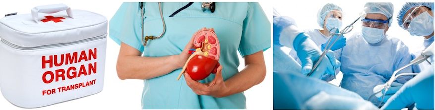 трасплантация оргнанов_organs transplantation_Viva-City