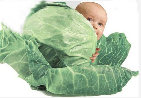 eco_and_reproduction_bumrungrad
